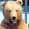 Я Алекс, 35, знакомлюсь для без обязательств в Уфе