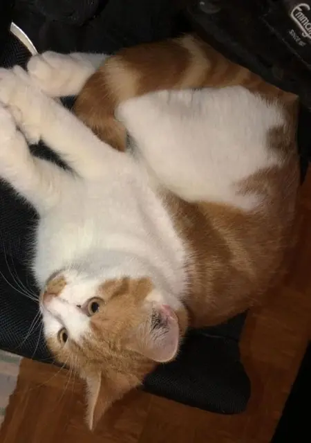 Emma из Стокгольма, мне 25, познакомлюсь