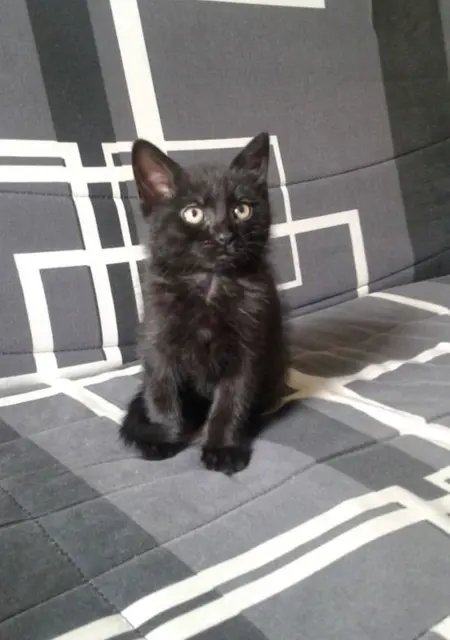 Mallia из Парижа